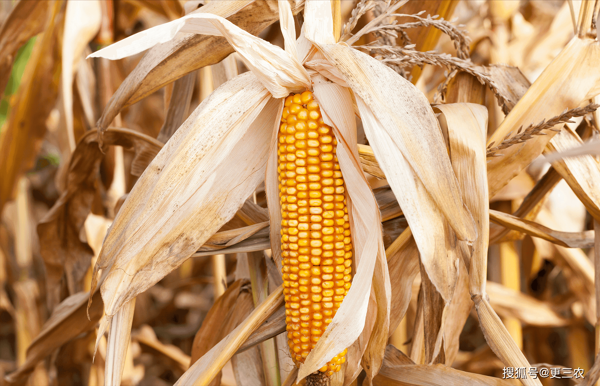 ราคาข้าวโพด ข้าวสาลี สุกร ในจีนครึ่งปีหลัง 2567 ดีขึ้น