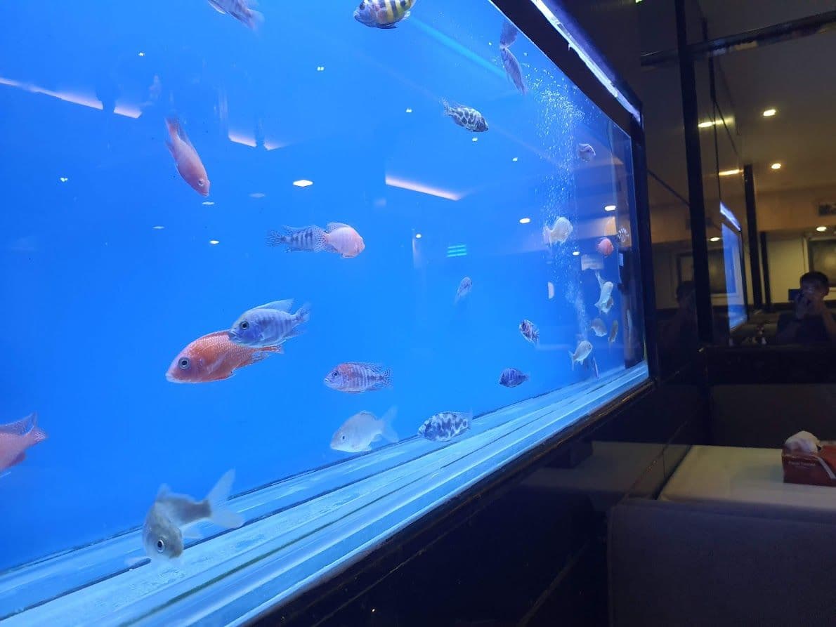 ปลาสวยงามบุกตลาดอินเดีย เชียร์ผู้ประกอบการส่งออกอาหารและอุปกรณ์