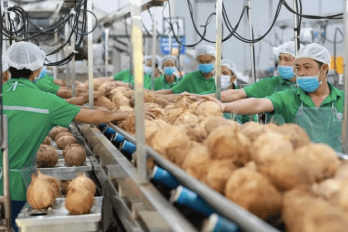 มะพร้าวเวียดนามชุดแรกพร้อมส่งออกไปจีนแล้ว