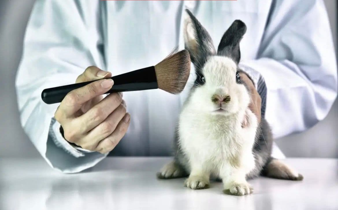 กฎหมายห้ามใช้สัตว์ในการทดลองสินค้าเครื่องสำอางมีผลบังคับใช้แล้วในชิลี