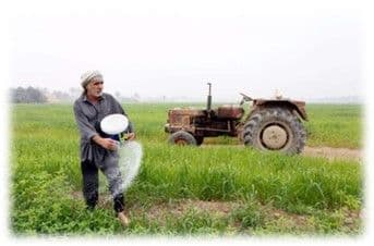 อิรักกลับมาปลูกข้าวอีกครั้ง..หลังรัฐบาลห้ามปลูกมา 2 ปี