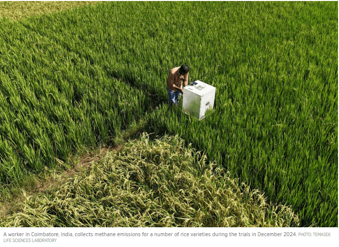 สิงคโปร์พัฒนานวัตกรรมปลูกข้าวยั่งยืน ลดก๊าซมีเทนและเพิ่มผลผลิต