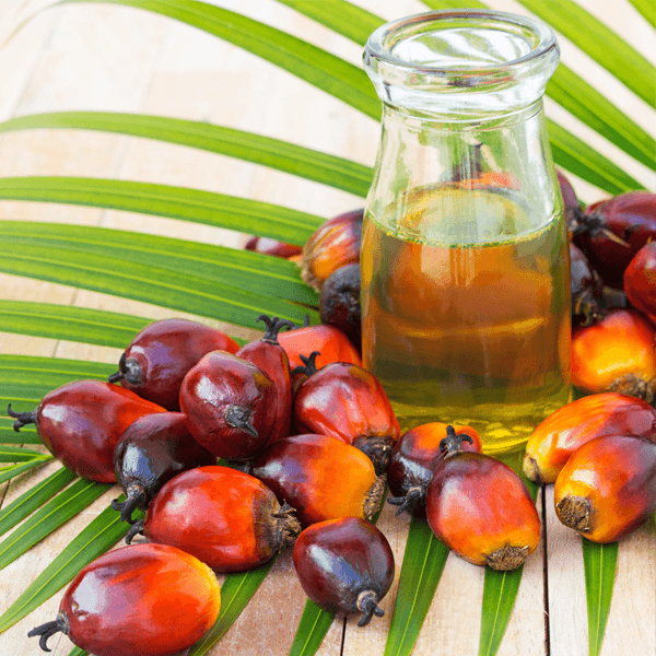 การนำเข้าน้ำมันปาล์มในตลาดจีน