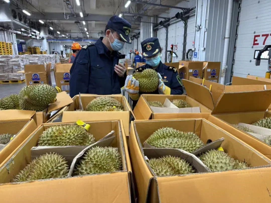 ทุเรียนไทยเจาะตลาดแดนมังกรผ่านเส้นทางรถไฟใหม่