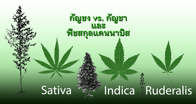 ผลิตภัณฑ์จากพืชสกุลแคนนาบิสมีหวังจะนำเข้าสหรัฐฯ ได้ตามคำตัดสินของ CIT