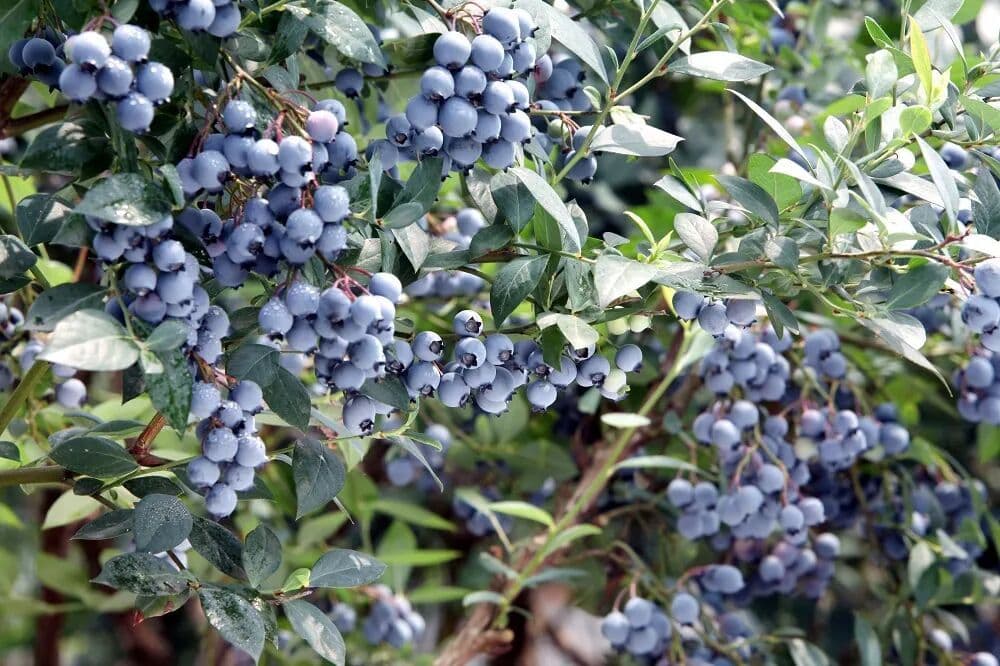 จีนยกระดับอุตสาหกรรมบลูเบอร์รี่ สู่การเติบโตคุณภาพสูง