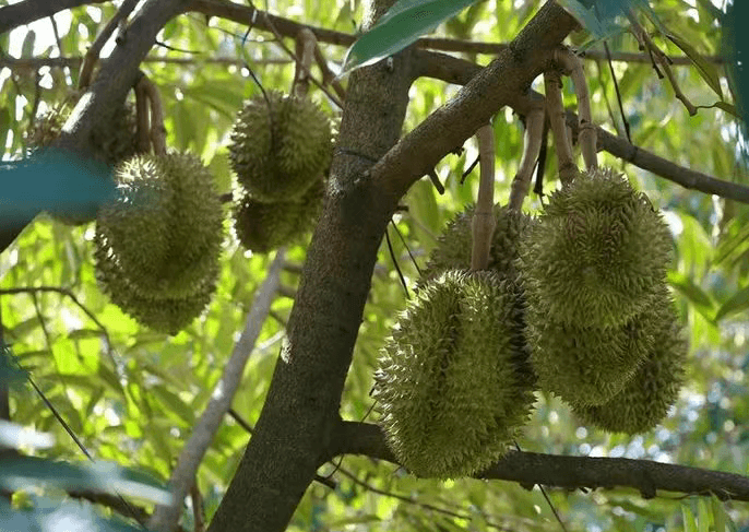 ความพร้อมทุเรียนกัมพูชาในตลาดจีน
