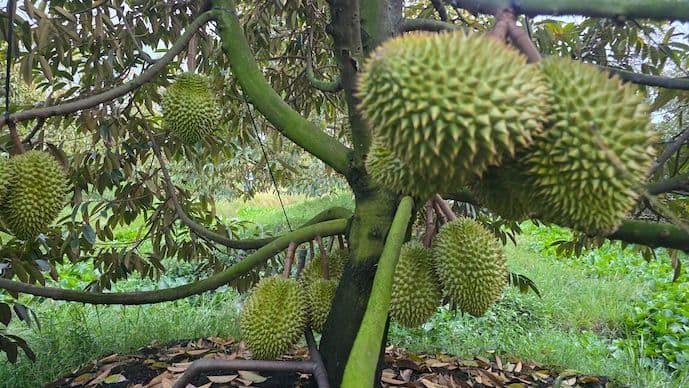 วิกฤตราคาทุเรียนเวียดนาม เปิดสัญญาณเตือนภาคส่งออกพึ่งพาตลาดเดียว