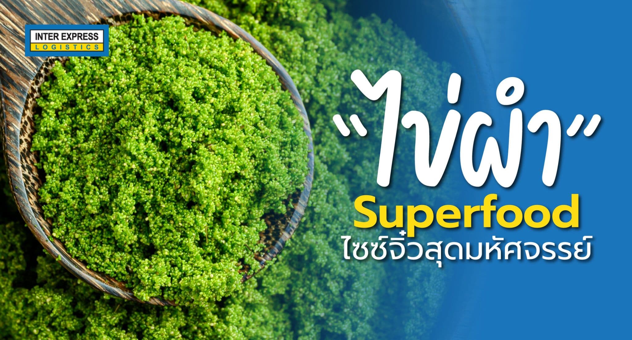 วูล์ฟเฟีย พืชลอยน้ำโปรตีนสูงจากปรเทศไทย