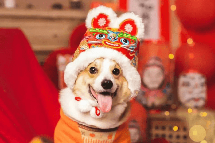 ชุดของขวัญเทศกาลตรุษจีนสำหรับสัตว์เลี้ยงกำลังเป็นแทรนด์ที่นิยมในตลาดจีน