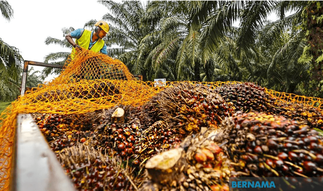 ราคาน้ำมันปาล์มดิบ (CPO) มีแนวโน้มปรับตัวสูงขึ้นจากความต้องการไบโอดีเซลทั่วโลก