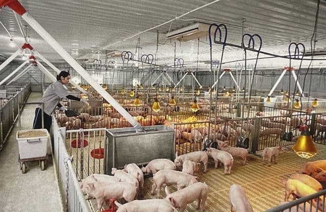 เวียดนามเร่งปฏิรูปภาคปศุสัตว์ มุ่งสู่เกษตรอัจฉริยะ ด้วยเทคโนโลยีดิจิทัลและนวัตกรรม เพื่อยกระดับมาตรฐานความมั่นคงทางอาหาร