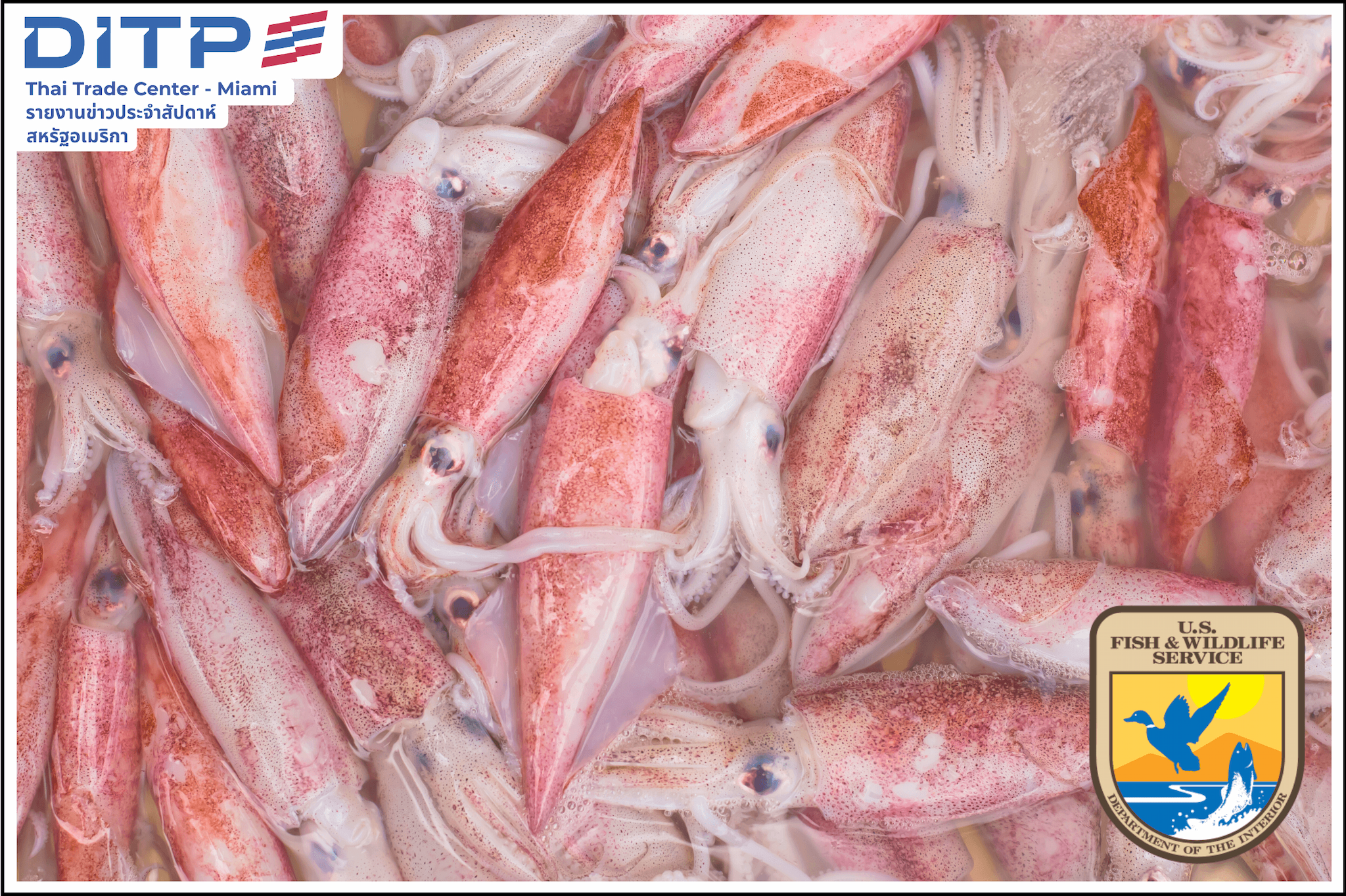 สหรัฐฯเล็งปรับระเบียบให้ปลาหมึกอยู่ในหมวดหมู่ “สัตว์น้ำที่มีเปลือกแข็ง”