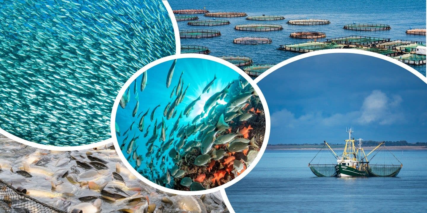 อุตสาหกรรมอาหารทะเลของเวียดนามต้องสั่นคลอนเพราะมาตรการห้ามนำเข้าของสหรัฐฯ