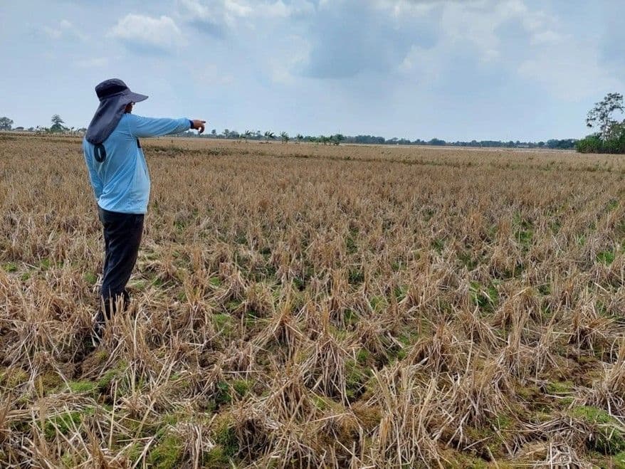 เอลนีโญจะส่งผลกระทบต่อผลผลิตข้าวของประเทศในปี 2026 มากน้อยเพียงใด?