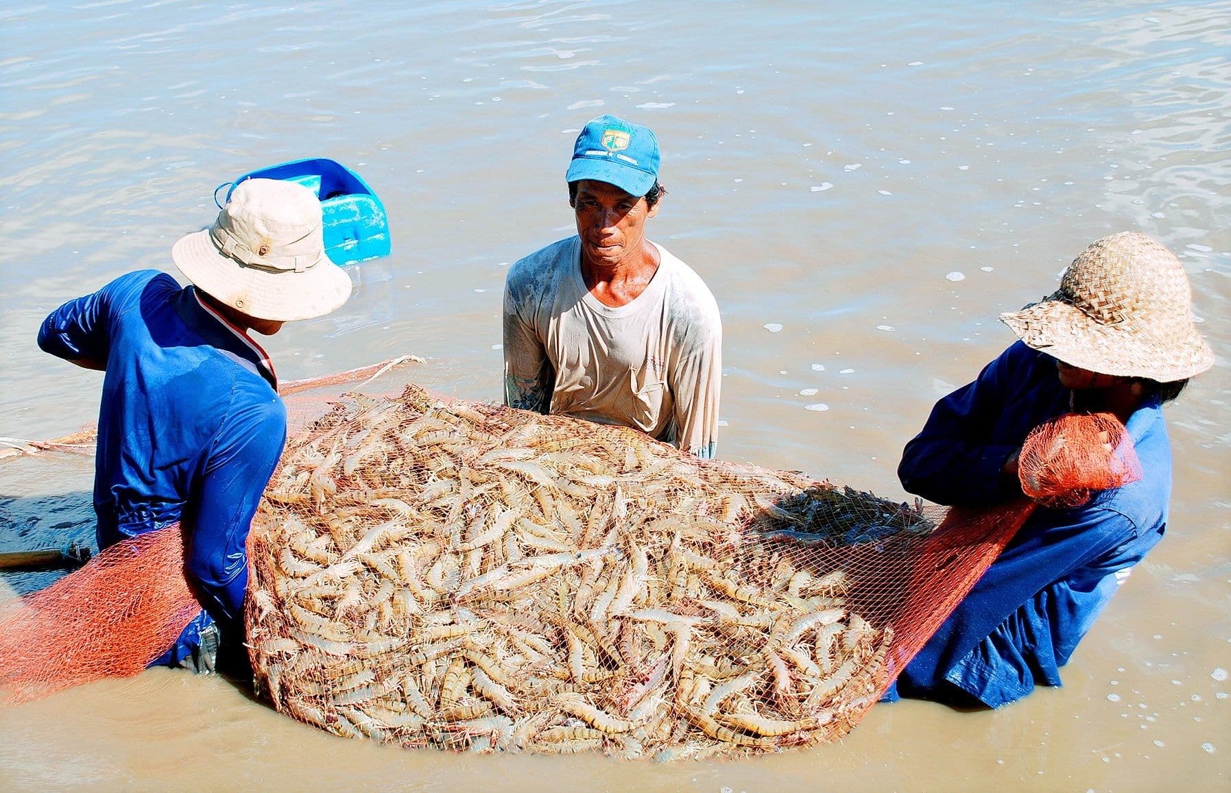 อุตสาหกรรมกุ้งเวียดนามเผชิญความท้าทายในการพัฒนาระบบเศรษฐกิจหมุนเวียน