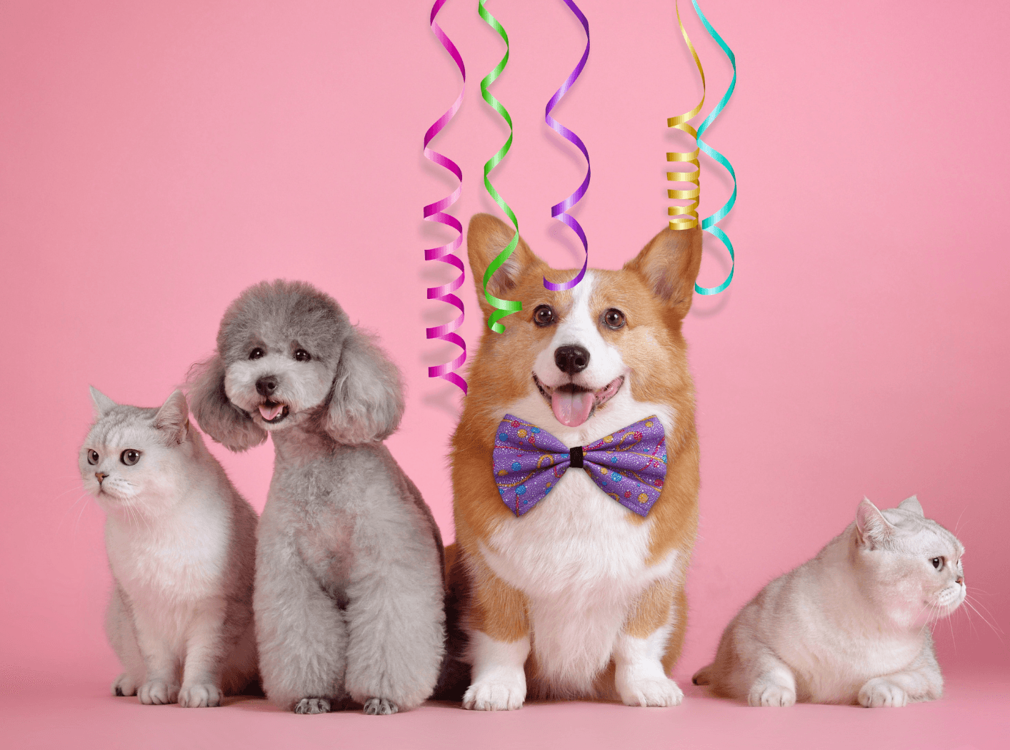 สำรวจตลาดอีคอมเมิร์ซสัตว์เลี้ยงในจีน