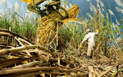 ฟิลิปปินส์ไม่นำเข้าน้ำตาลจนถึงกลางปี 2569 เพื่อปกป้องเกษตรกรภายในประเทศ