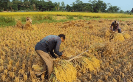 USDA คาดฟิลิปปินส์นำเข้าข้าวเพิ่มขึ้นร้อยละ 15.9 ขณะที่ผลผลิตเพิ่มเพียงร้อยละ 0.4