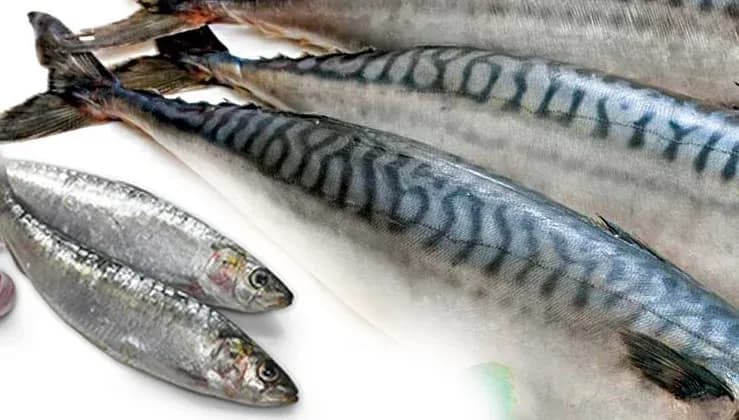 ข้อมูลเชิงลึกสำหรับการส่งออกสินค้าพิกัด 1604.20  ปลาที่ปรุงแต่งหรือทำไว้ไม่ให้เสียอื่นๆ (Other prepared or preserved fish)  สำหรับการส่งออกมายังไนจีเรีย