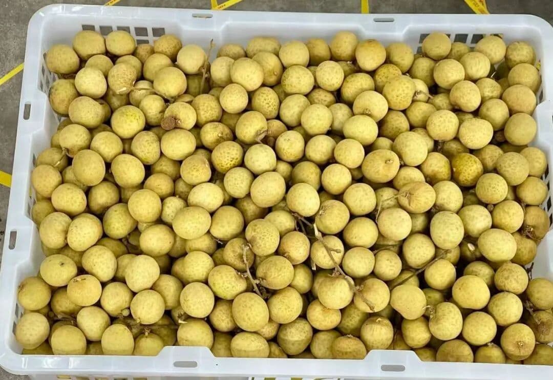 จีนจับมือไทยแก้ปัญหาสารกำมะถันในลำไย