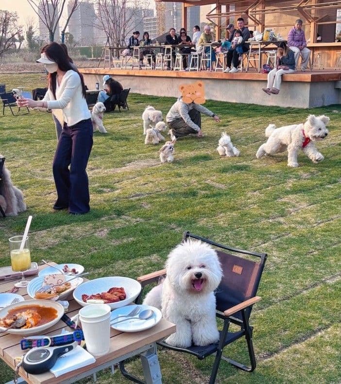 กระแส Pet-Friendly ดันเศรษฐกิจสัตว์เลี้ยงจีนโตแรง
