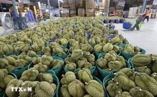 เวียดนามมุ่งฟื้นตัวการส่งออกทุเรียนท่ามกลางแรงกดดันด้านราคา