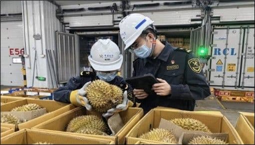 ทุเรียนกัมพูชา 20 ตัน เดินทางถึงจีน ผ่านทางเรือ