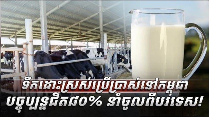 กัมพูชาเร่งเพิ่มการผลิตนมสดในประเทศ