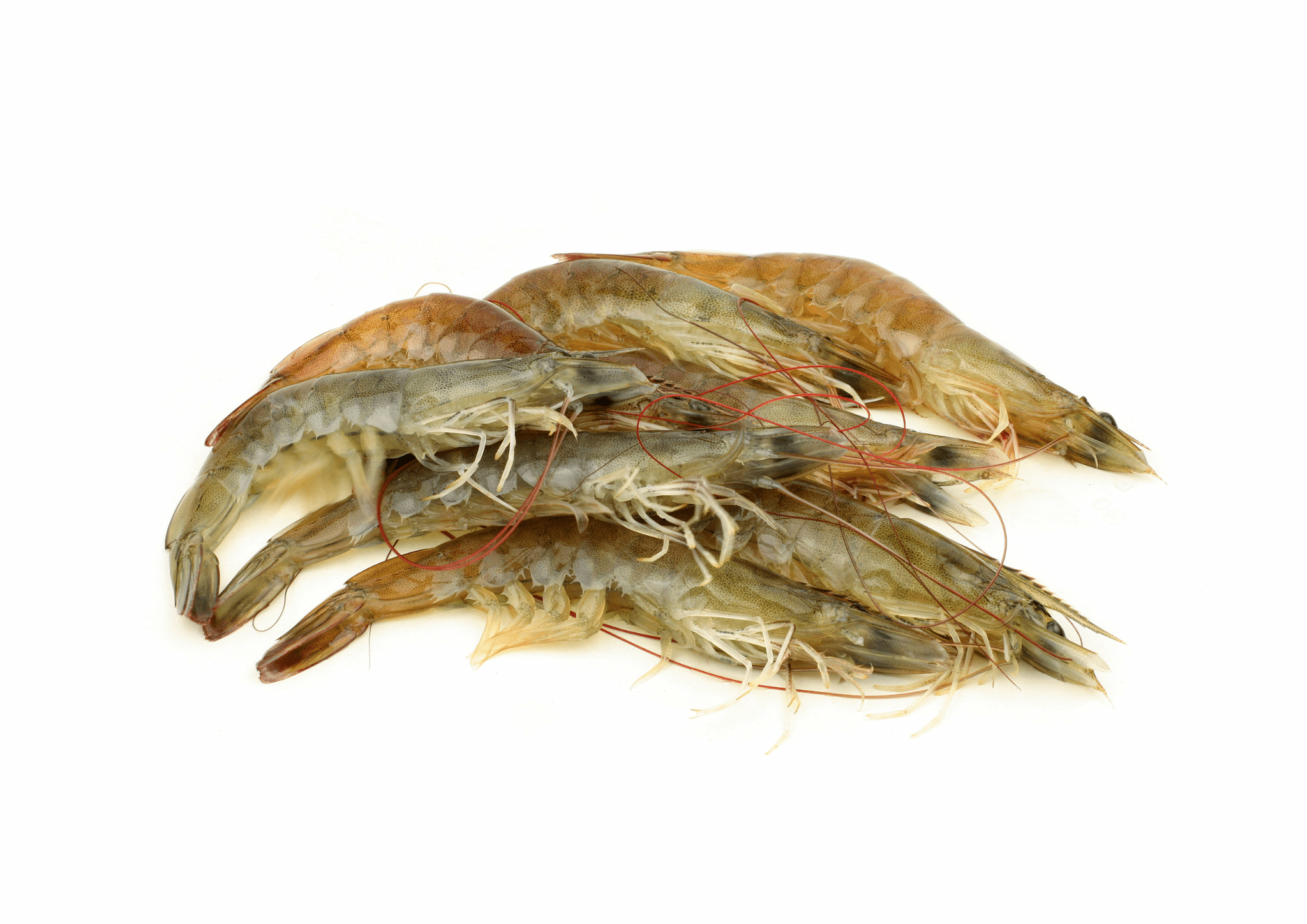 ตลาดกุ้งนำเข้าของจีนครึ่งปีแรกขยายตัว 22.1% กุ้งไทยชูจุดแข็งสินค้าคุณภาพสูง