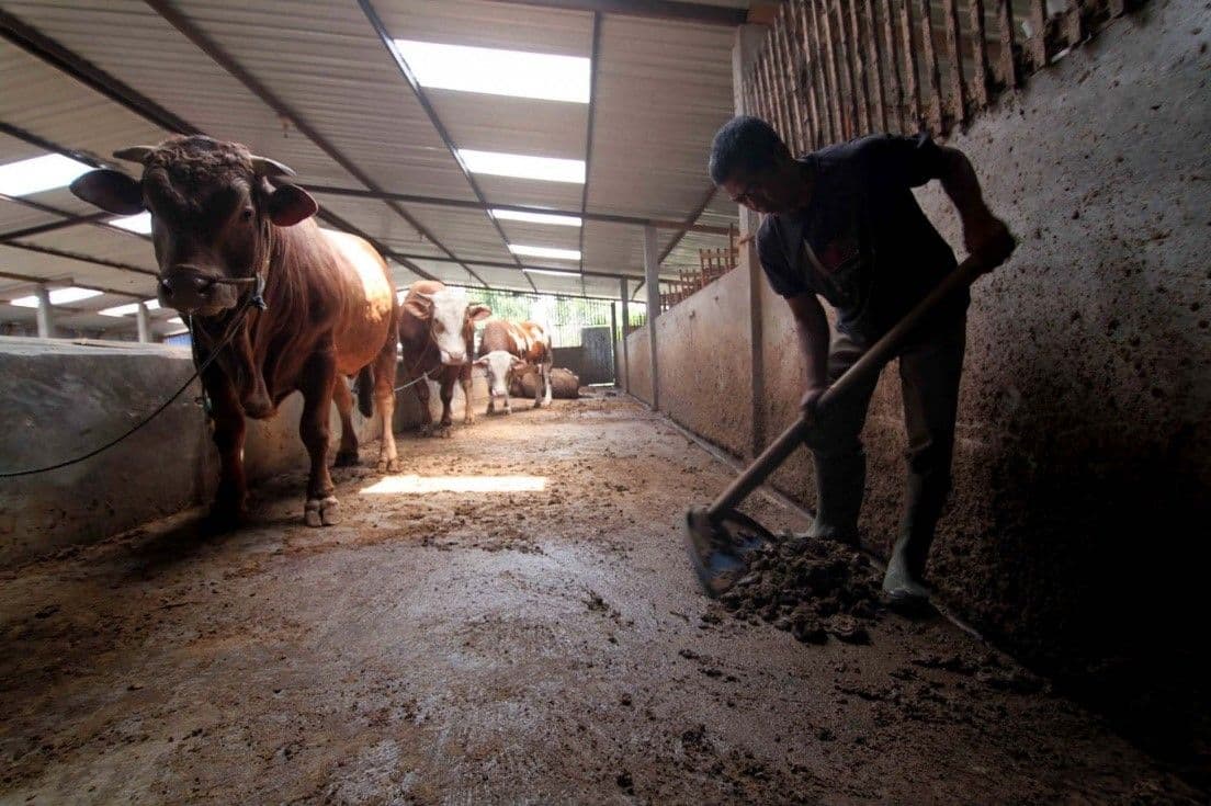 อินโดนีเซียกดดันธุรกิจหาวัวหนึ่งล้านตัว