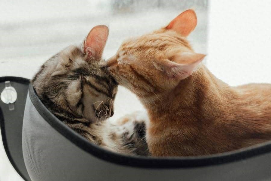 ตลาด Smart Pet จีนโตแรง - AI ยกระดับการเลี้ยงสัตว์ยุคใหม่