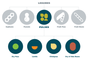 ศักยภาพของแคนาดากับการเป็นผู้นำสินค้า Plant Based ในระดับโลก
