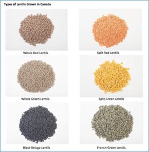 ศักยภาพของแคนาดากับการเป็นผู้นำสินค้า Plant Based ในระดับโลก