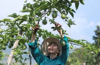 417832_395435_passion fruit