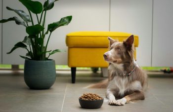 ayla-verschueren-jnq52JjkLAg-unsplash